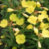 Oenothera Fruticosa 'Fireworks' Sundrops