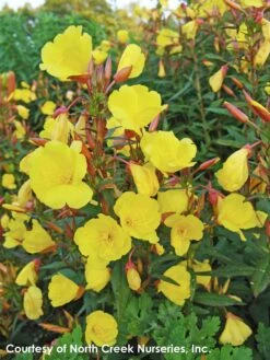 Oenothera Fruticosa 'Fireworks' Sundrops -Rare Roots Plan Shop Oenothera Fireworks 4