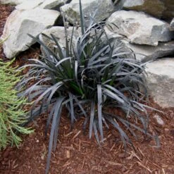 Ophiopogon 'Ebony Knight' Black Mondo Grass