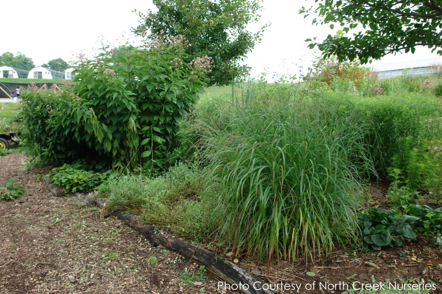 Panicum 'Shenandoah' Switch Grass 2 Panicum 'Shenandoah' Switch Grass - Image 2
