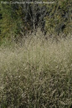 Panicum 'Shenandoah' Switch Grass 5 Panicum 'Shenandoah' Switch Grass -Rare Roots Plan Shop PANICUM SHENANDOAH 2