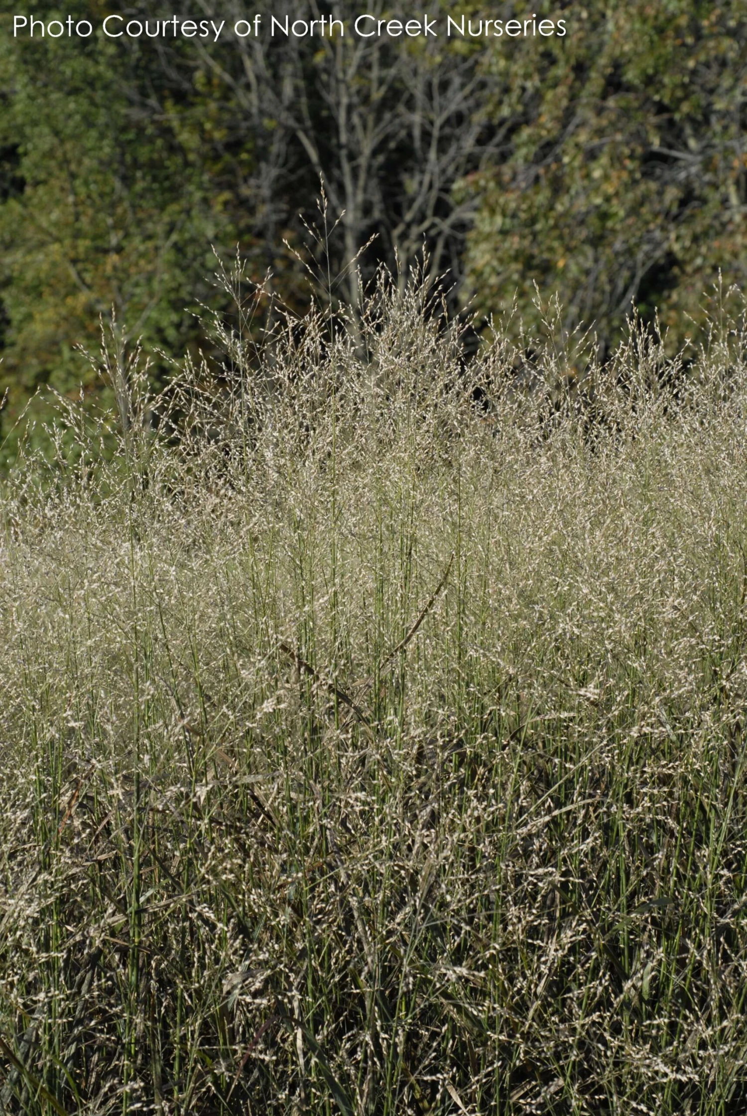 Panicum 'Shenandoah' Switch Grass 3 Panicum 'Shenandoah' Switch Grass - Image 3