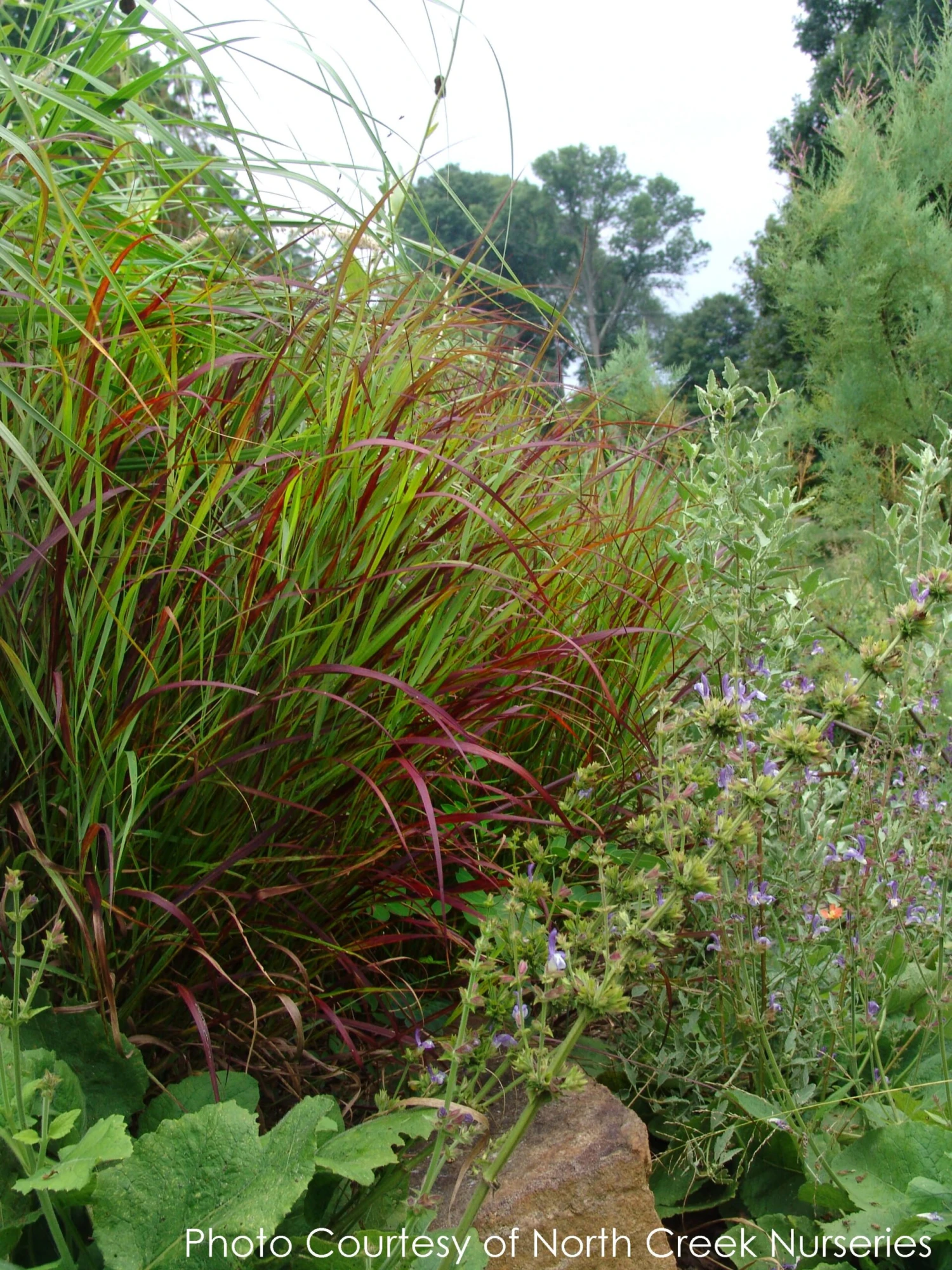 Panicum 'Shenandoah' Switch Grass 1 Panicum 'Shenandoah' Switch Grass