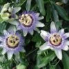 Passiflora Caerulea 'Waterloo Blue' Passion Flower