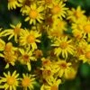 Packera (Senecio) Aurea Golden Ragwort