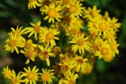 Packera (Senecio) Aurea Golden Ragwort