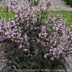 Penstemon 'Blackbeard' Beardtongue -Rare Roots Plan Shop PENSTEMON0 BLACKBEARD 1