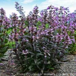 Penstemon 'Blackbeard' Beardtongue