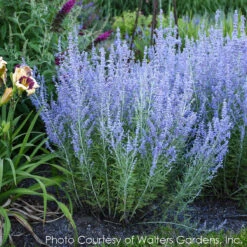 Perovskia Atriplicifolia 'Blue Jean Baby' Russian Sage -Rare Roots Plan Shop PEROVSKIA BLUE JEAN BABY 1