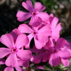 Phlox Subulata 'Drummond's Pink' Creeping Phlox