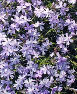 Phlox Subulata 'Emerald Blue' Creeping Phlox 5 Phlox Subulata 'Emerald Blue' Creeping Phlox -Rare Roots Plan Shop PHL Emerald Blue2 SPI