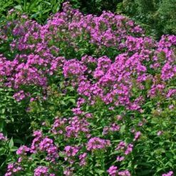 Phlox Paniculata 'Robert Poore' Garden Phlox -Rare Roots Plan Shop PHL Robert Poore EZ