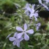 Phlox Divaricata Woodland Phlox