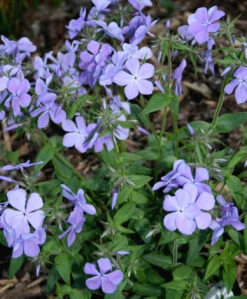 Phlox Divaricata 'Blue Moon' Woodland Phlox -Rare Roots Plan Shop PHL phl d Blue Moon ez