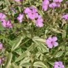 Phlox Procumbens 'Variegata' Trailing Phlox