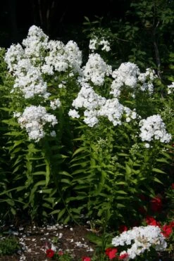 Phlox Paniculata 'David' Garden Phlox