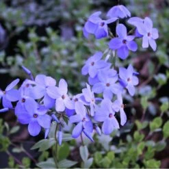 Phlox Stolonifera 'Sherwood Purple' Creeping Woodland Phlox