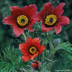 Pulsatilla 'Red Bells' Pasque Flower