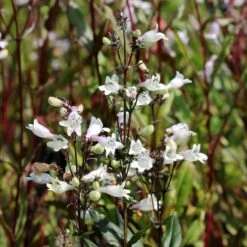 Penstemon Digitalis 'Husker Red' Beardtongue
