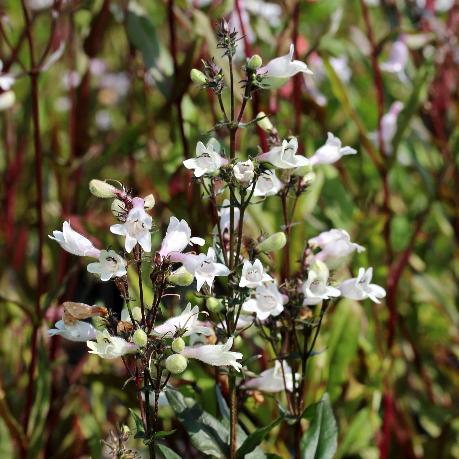 Penstemon Digitalis 'Husker Red' Beardtongue 1 Penstemon Digitalis 'Husker Red' Beardtongue