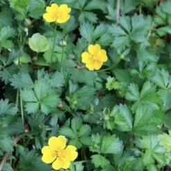 Potentilla Neumanniana Cinquefoil