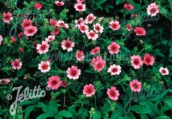 Potentilla Nepalensis 'Shogran' Nepal Cinquefoil