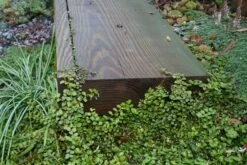 Pratia Angulata White Star Creeper -Rare Roots Plan Shop PRATIA ANGULATA WHITE STAR CREEPER 2