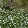 Pratia Angulata White Star Creeper