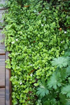 Pratia Angulata White Star Creeper -Rare Roots Plan Shop PRATIA ANGULATA WHITE STAR CREEPER