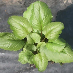 Packera (Senecio) Aurea Golden Ragwort -Rare Roots Plan Shop Packera Aurea