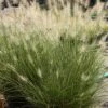 Pennisetum 'Piglet' Dwarf Fountain Grass