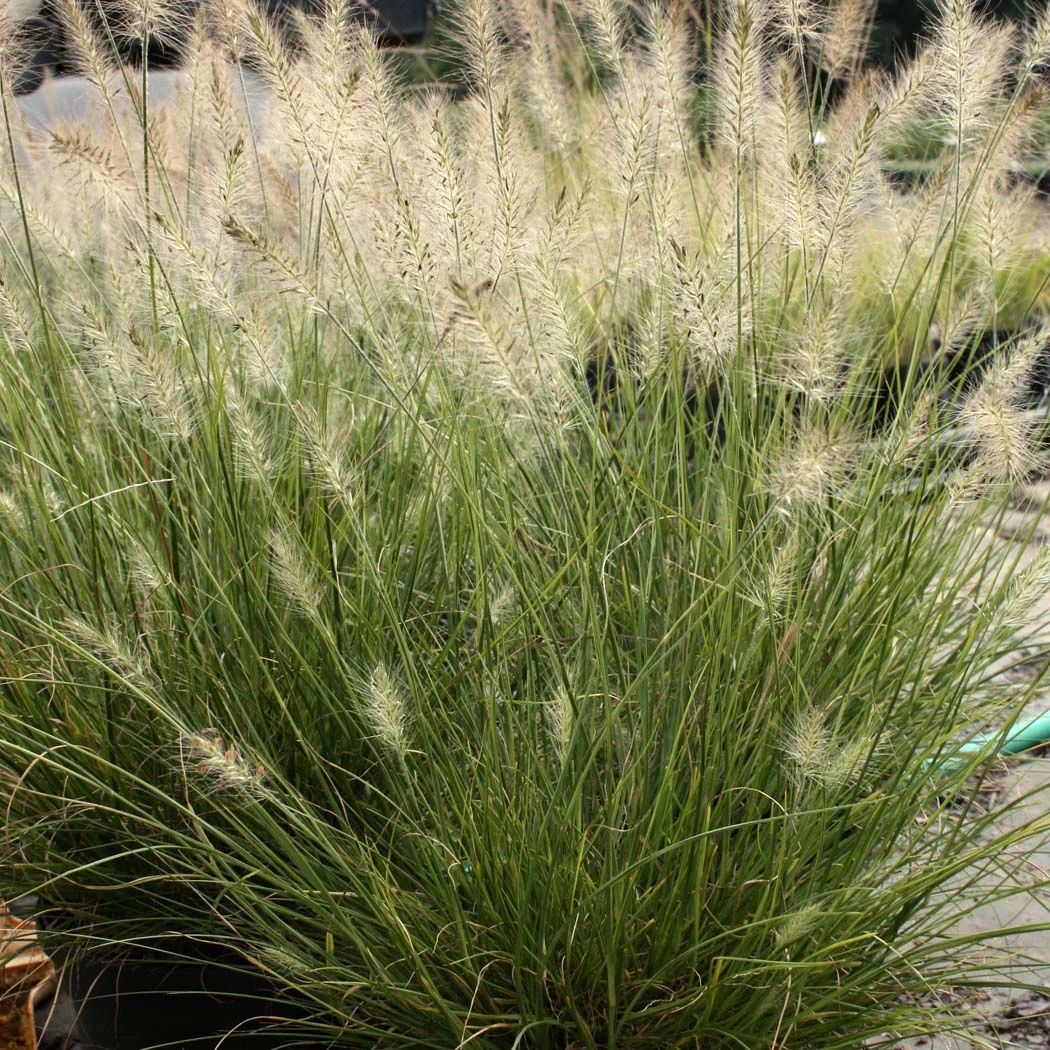 Pennisetum 'Piglet' Dwarf Fountain Grass 1 Pennisetum 'Piglet' Dwarf Fountain Grass