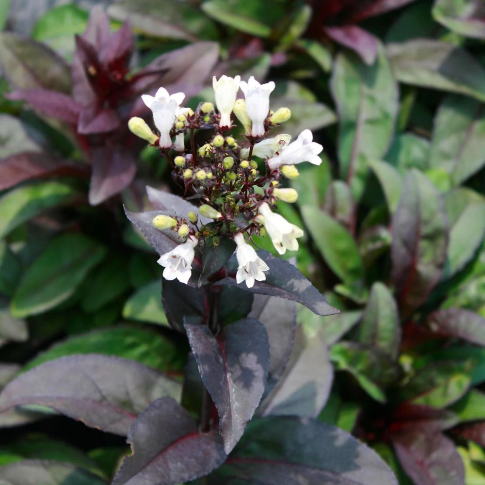 Penstemon Digitalis 'Husker Red' Beardtongue 2 Penstemon Digitalis 'Husker Red' Beardtongue - Image 2