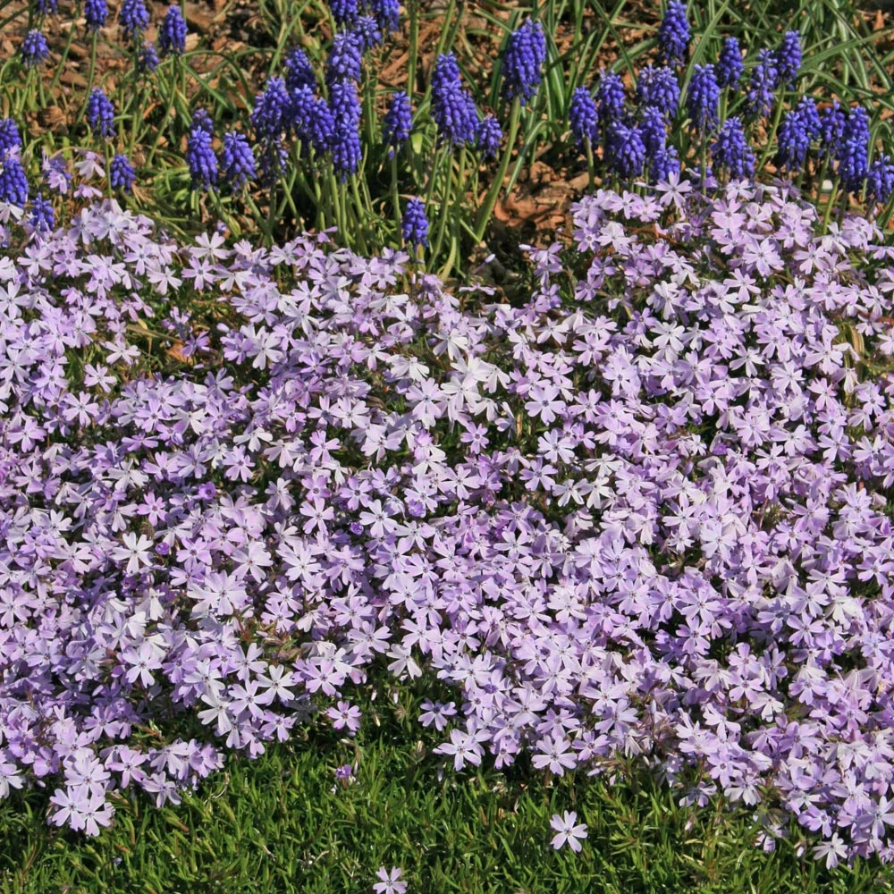 Phlox Subulata 'Emerald Blue' Creeping Phlox 2 Phlox Subulata 'Emerald Blue' Creeping Phlox - Image 2