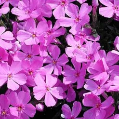 Phlox Subulata 'Emerald Pink' Creeping Phlox