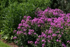 Phlox Paniculata 'Robert Poore' Garden Phlox -Rare Roots Plan Shop Phlox Robert Poore EZ