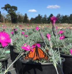 Dianthus 'Firewitch' Cheddar Pinks -Rare Roots Plan Shop Photo Oct 26 12 35 22 PM