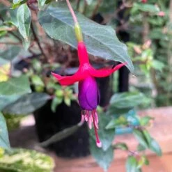 Fuchsia 'Sanihanf'