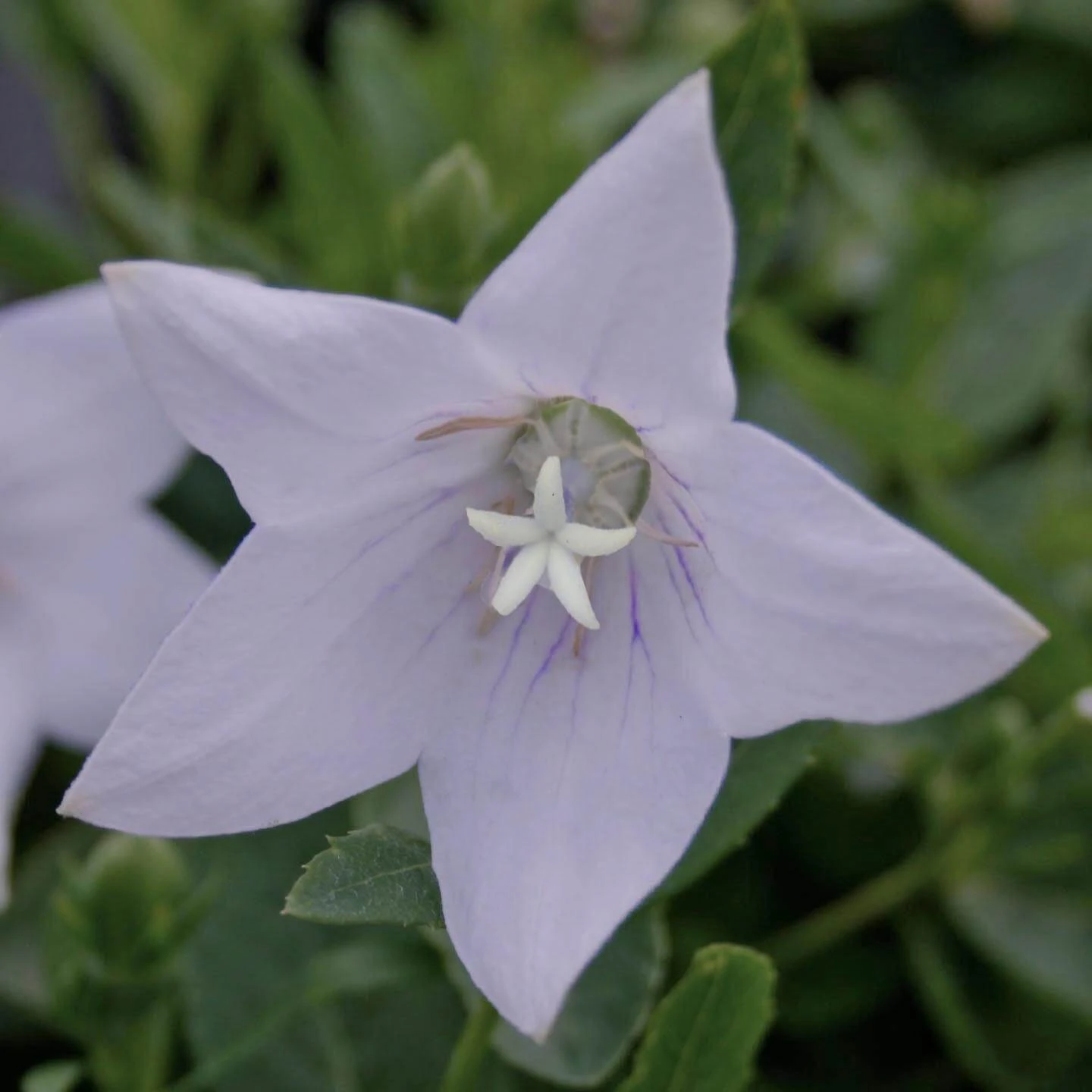 Platycodon 'Fairy Snow' Balloon Flower 1 Platycodon 'Fairy Snow' Balloon Flower