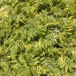 Polemonium Pulcherrimum 'Golden Feathers' Jacob's Ladder