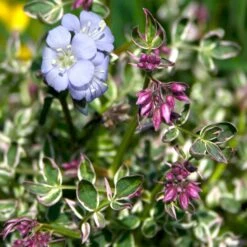 Polemonium Reptans 'Touch Of Class' Jacob's Ladder