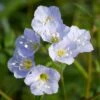 Polemonium Reptans Jacob's Ladder