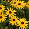 Rudbeckia Fulgida 'Goldsturm' Black-Eyed Susan