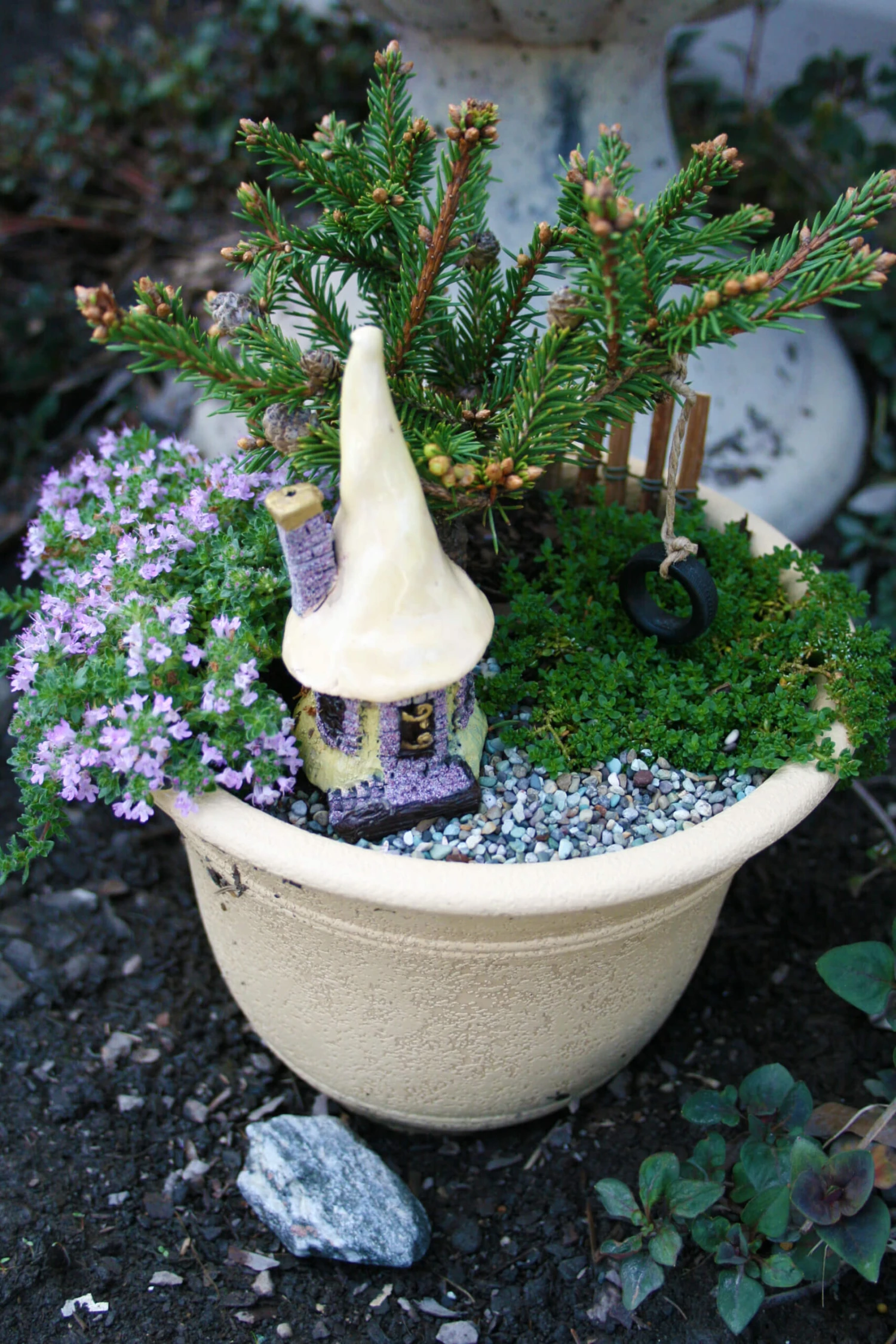 Thyme 'Coccineus' 1 Thyme 'Coccineus'