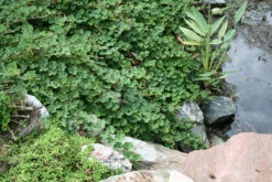 Rubus Calycinoides Creeping Raspberry -Rare Roots Plan Shop RUBUS