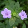 Ruellia Humilis Wild Petunia