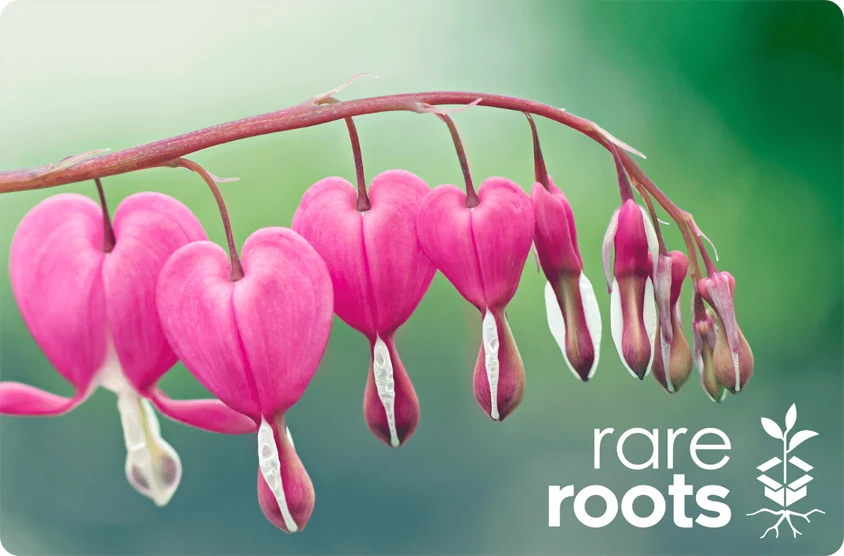 Gift Certificate 1 Gift Certificate