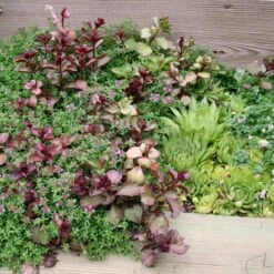 Rock Garden Collection -Rare Roots Plan Shop Rock Garden Collection 2