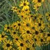 Rudbeckia Missouriensis Black Eyed Susan