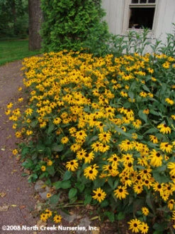 Rudbeckia Fulgida 'Goldsturm' Black-Eyed Susan -Rare Roots Plan Shop Rudbeckia POTW